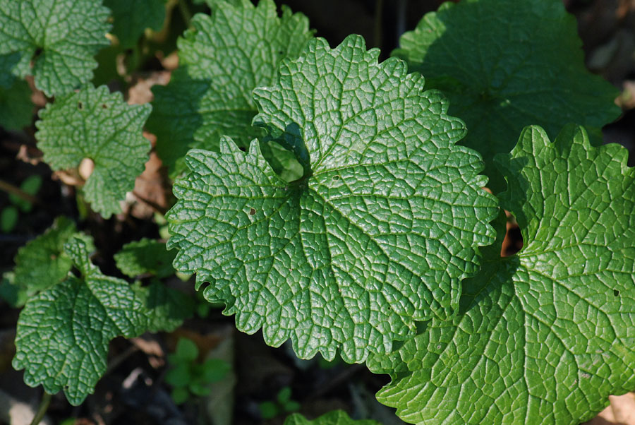 Alliaria petiolata, foglie basali